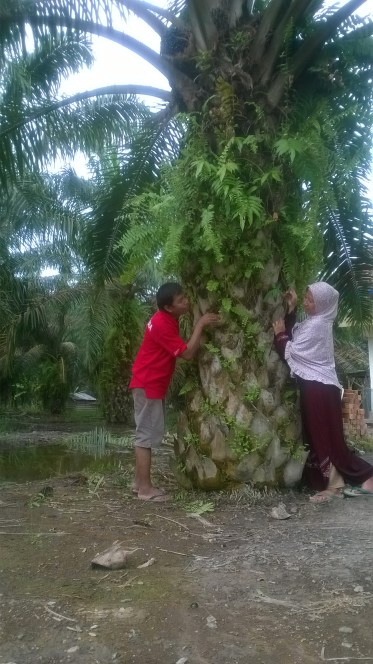 Pohon kelapa sawit depan rumah