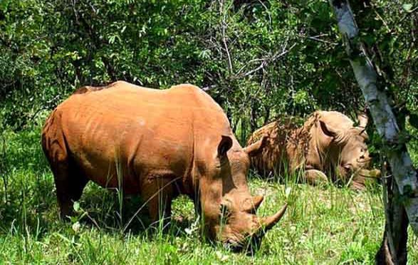 Ulang Tahun Taman Nasional Ujung Kulon ke-25 Juga di Rayakan Google Doodle