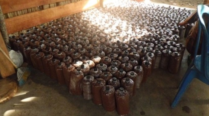 Cara Budidaya Jamur Tiram Sederhana di Lahan Sempit