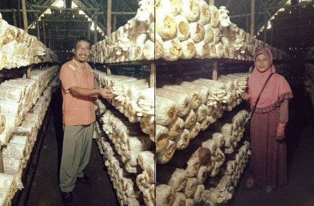 Produksi Jamur Tiram di Sekayu