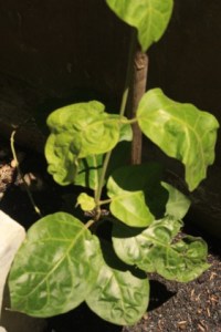 Pohon nangka kuning (seperti daun sirih)