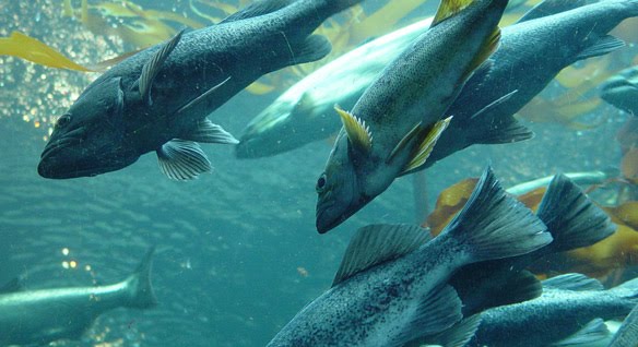 Perjuangan dan Rintangan menuju Kesuksesan, Hikmah Kehidupan Ikan Salmon