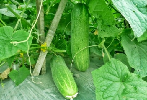 Manfaat Infuse Water Mentimun