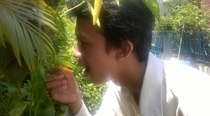 Mahalnya Harga Cabe (Lombok), Ayo Tanam Cabe Sendiri di Pot