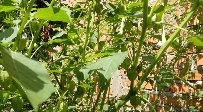 Heboh Harga Ciplukan ‘Fruit Physalis’