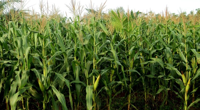 Budidaya Jagung OT-TOT Ala Warsito Gorontalo
