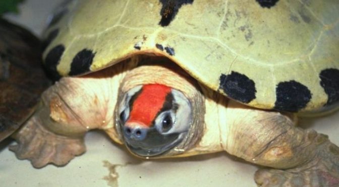 Tum-Tum, Fauna Khas Indonesia yang Terancam Punah