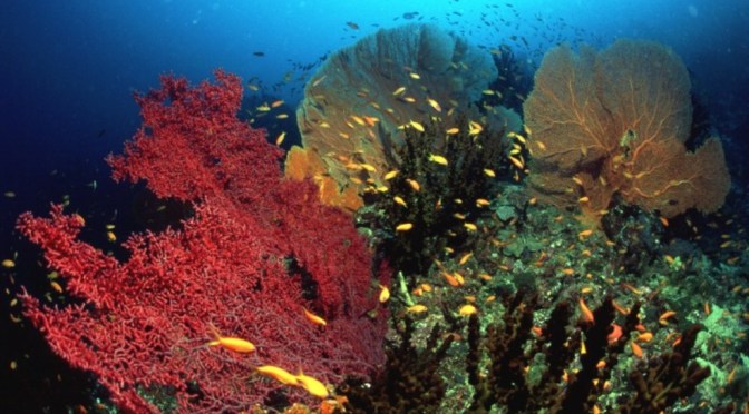 Tempat Eksotis Pulau Weh Aceh Jadi Pilihan Diving di Indonesia