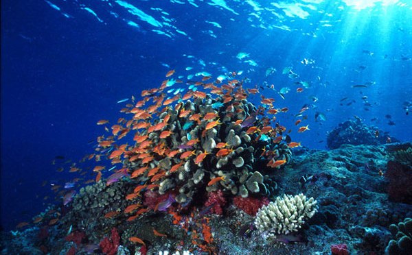 Keindahan Bunaken Taman Laut Nasional Surganya Diving di Indonesia