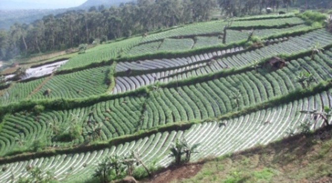 Rejeki itu Sudah Disediakan oleh Allah, sebuah Renungan (Jawa)