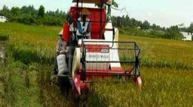 Mesin Panen Padi Modern di KTM Mesuji 