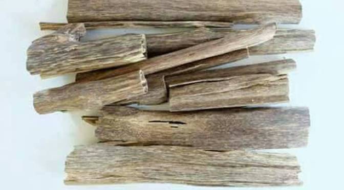Mengenal Kayu Gaharu dan Manfaatnya