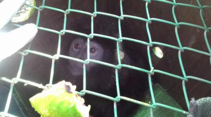 Lutung dan Kukang Jawa Jalani Habituasi sebelum Dilepasliarkan