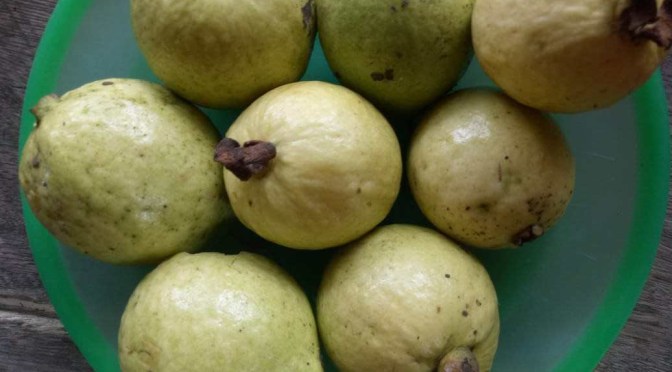 Jambu Biji Turunkan Kolesterol dan Tekanan Darah