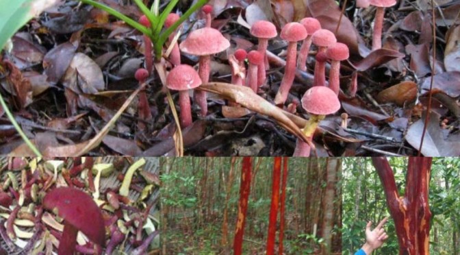 ​Pulau Bangka Punya Jamur (Termahal) Pelawan