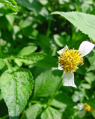 songgolangit-atau-tridax-procumbens