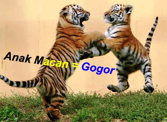 Anak Macan