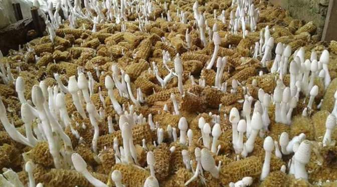 ​Budidaya Jamur Bonggol Jagung