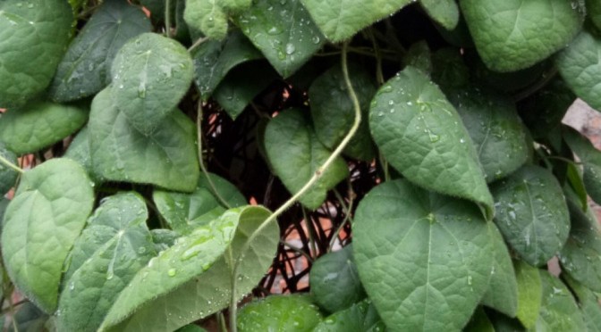 Cincau Hijau, antara Minuman dan Kesehatan