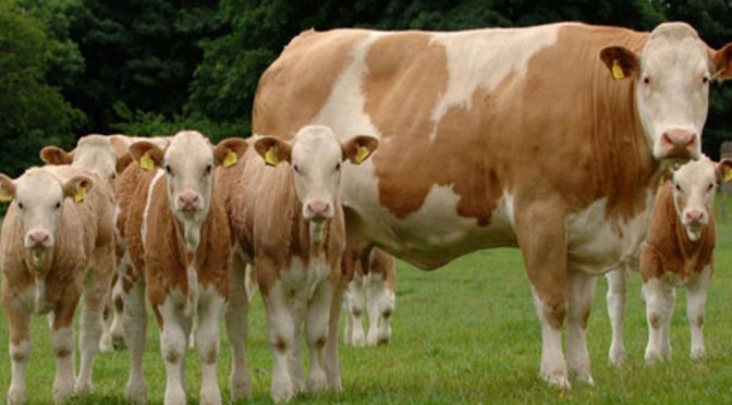 Sebutan Anak Hewan dalam Bahasa Jawa