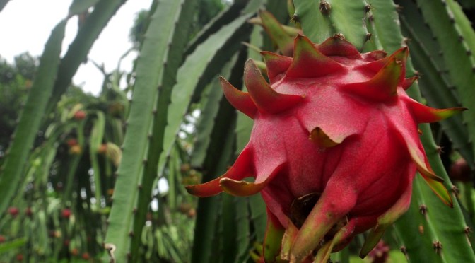 7 Manfaat Buah Naga untuk Kesehatan