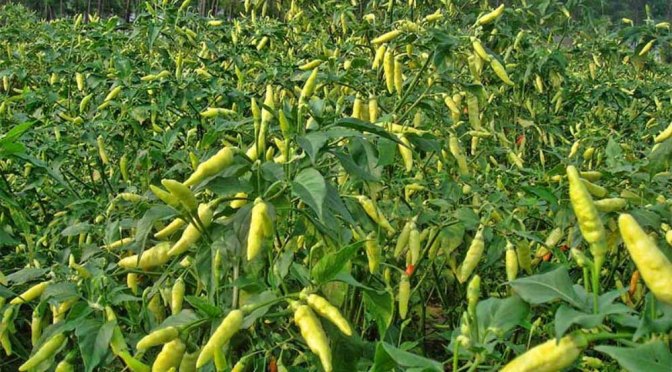 Bagaimana Mengeluarkan Zakat dengan Uang