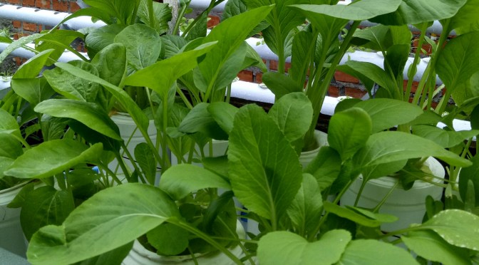 Cara Menanam Hidroponik di Pekarangan Rumah Perkotaan