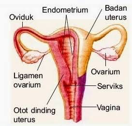 Apa itu Kista Ovarium