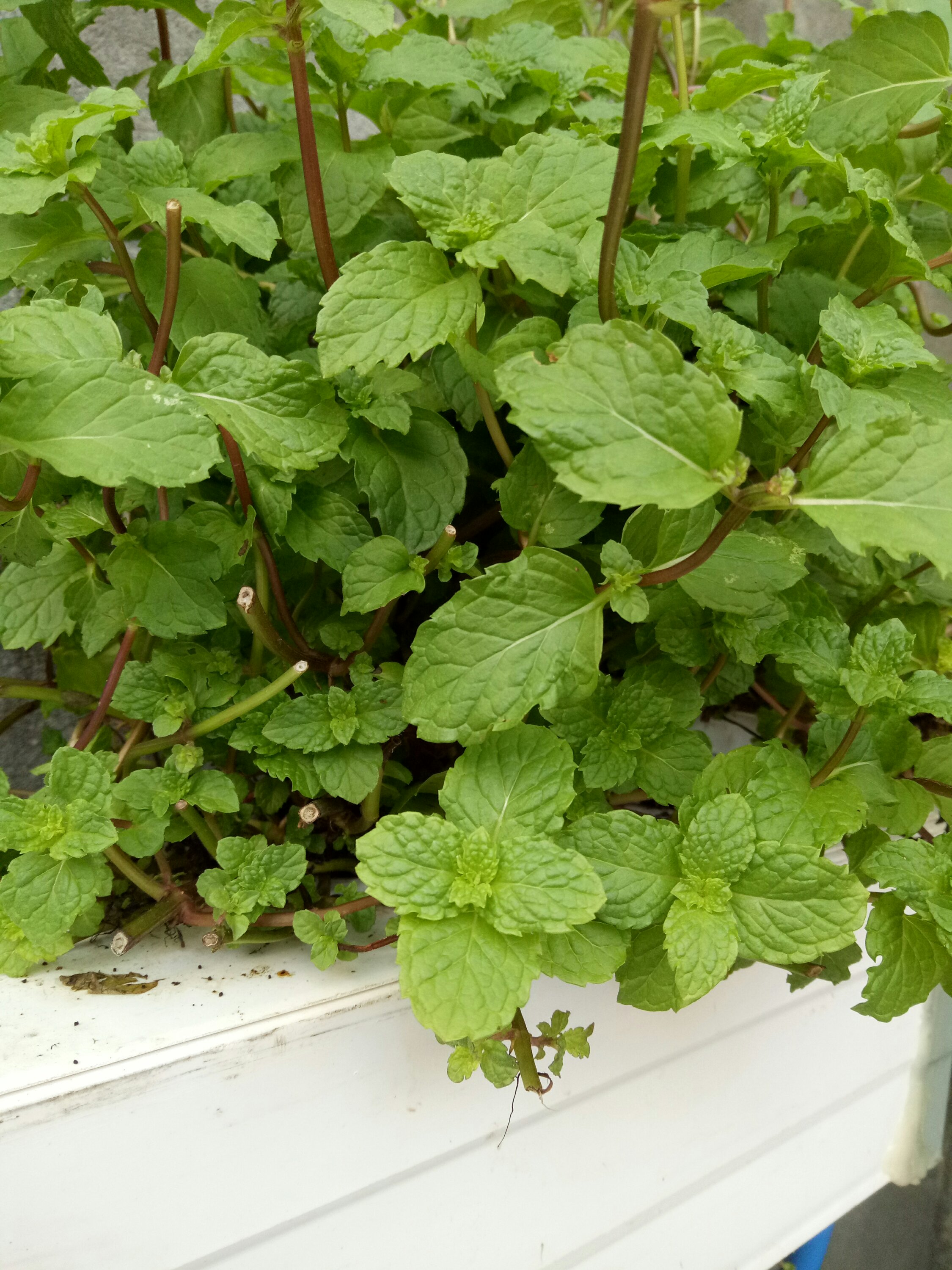 hidroponik mint.jpg