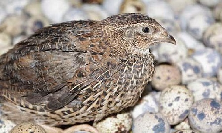 burung puyuh_kabartani