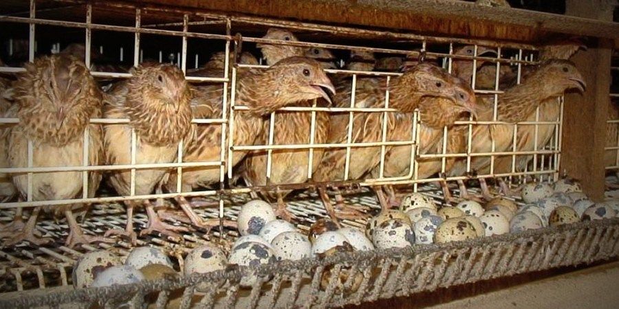 burung puyuh_okenusantara