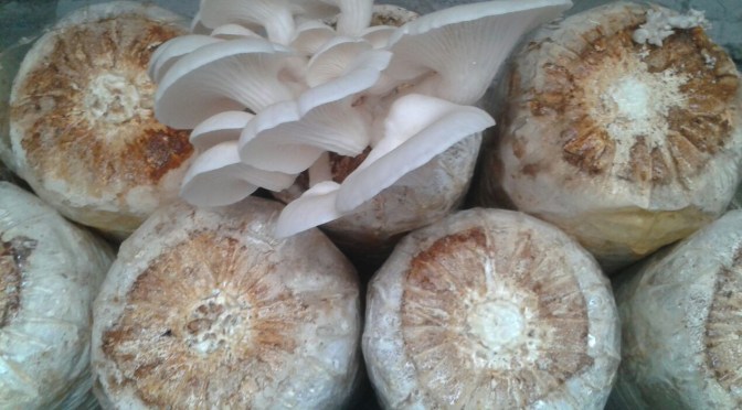 Obah ya Mamah, Lan Kudu Obah ben Bisa Mamah