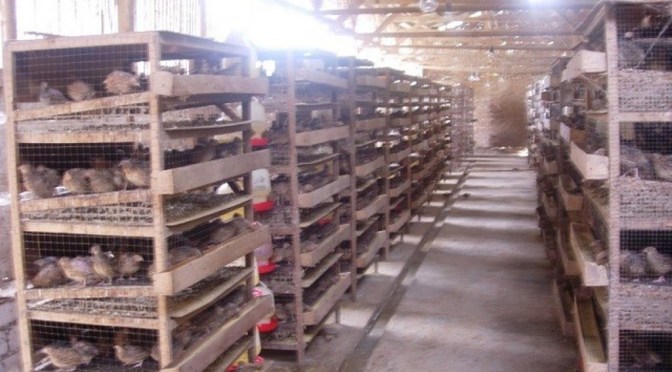 Budidaya Burung Puyuh, Telur Puyuh untuk Wirausaha yang Menguntungkan