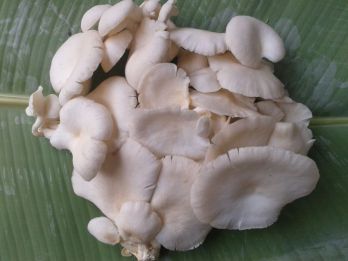 Jamur Tiram Kissparry 20170314