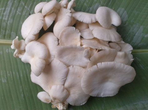 Jamur Tiram Kissparry 20170314