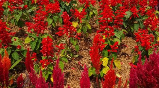 Godaan Wanita Lebih Dahsyat dari Tipu Daya Setan