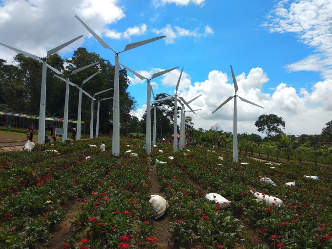 Bunga Nederland Celosia IMG_20180220_095012