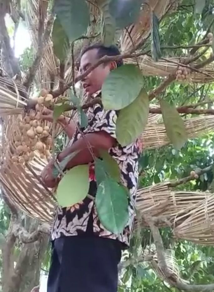 Bupati Purbalingga memanen duku brongsong 2018-03-03