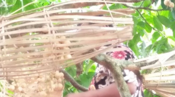 Buah Duku Kualitas Super, di Sentra Duku Kalikajar Purbalingga