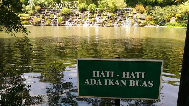 Sido-Muncul-Agrowisata-Ikan-buas
