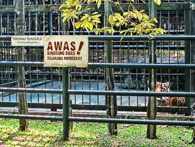 SidoMuncul_satwa_singa