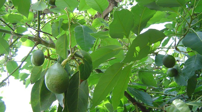 Manfaat Daun Alpukat, Daging Buah, dan Biji Alpukat bagi Kesehatan