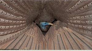 Burung Cendrawasih Papua YouTuber