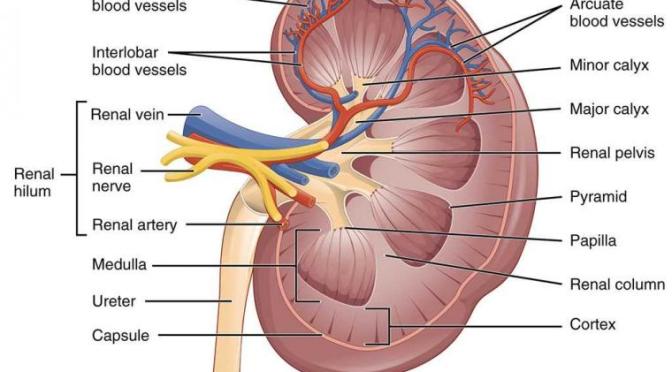 Inilah Fungsi Ginjal bagi Kehidupan