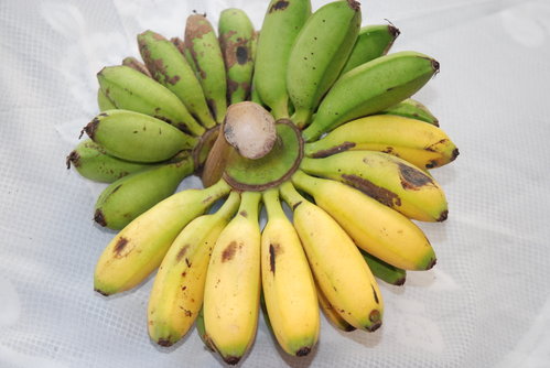 pisang-mas-belum-matang-serempak-7