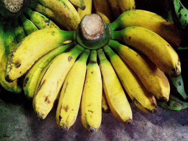 Pisang Raja Bulu Kuning G5Jb7MUt7Z