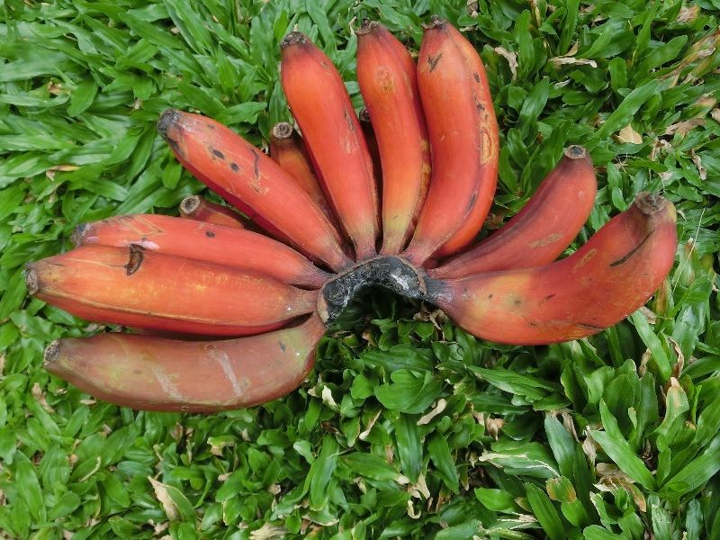Pisang Raja Udang