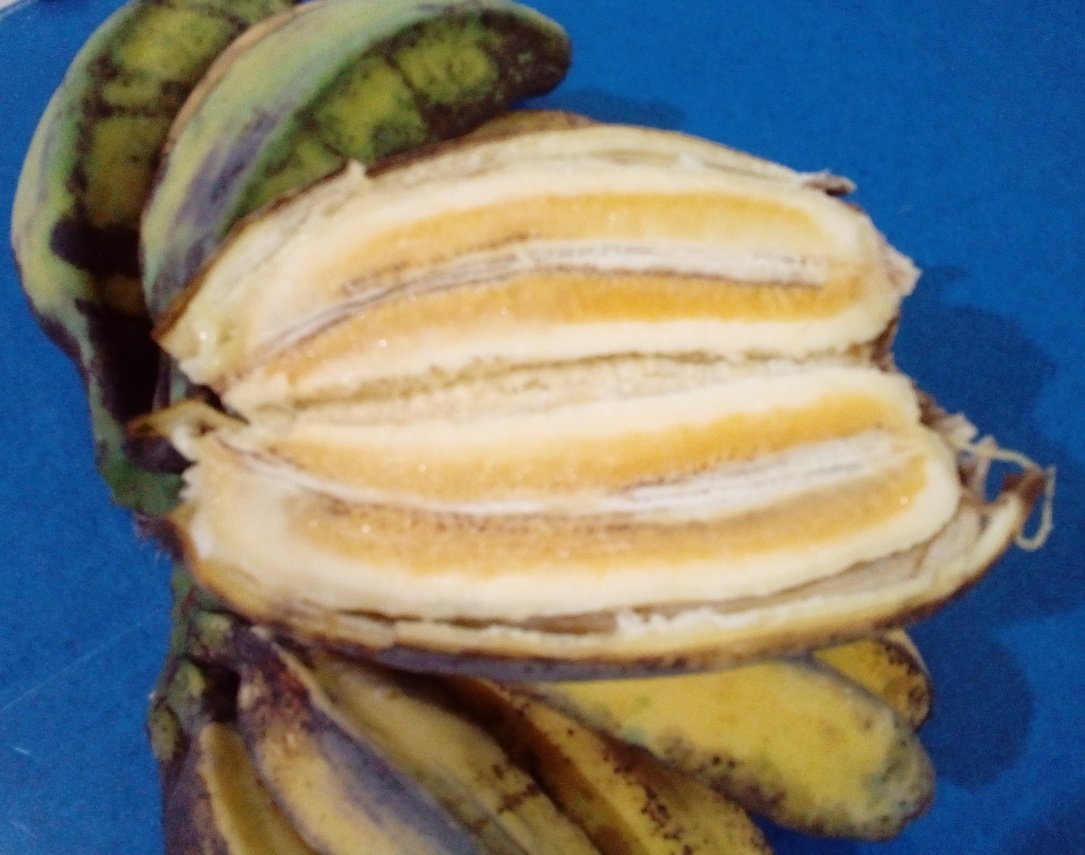 Pisang_Kepok_pipit_kuning_IMG_20180411_142429