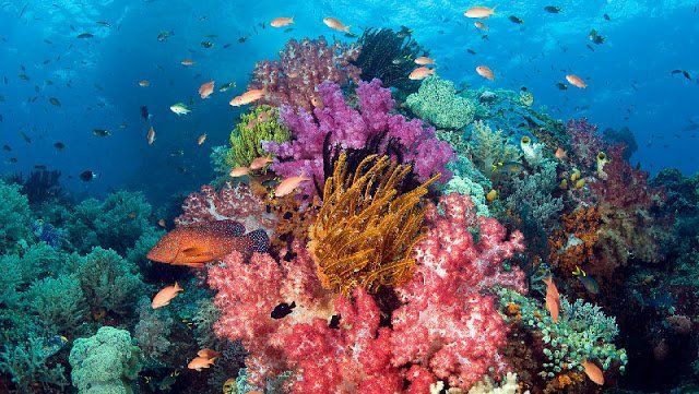 Raja-Ampat-hipwee-1-124