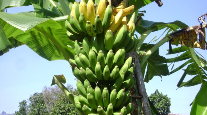 Buah Pisang, Buah Surga yang Kaya Manfaat dari Bonggol hingga Buah dan Daunnya
